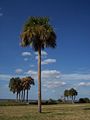 Сабаловая пальма - символ штата Южная Каролина