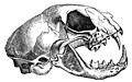 Кот. Типичный череп представителя хищных млекопитающих