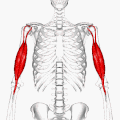 Анатомическое расположение (красным)