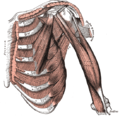 Глубокие мышцы груди и руки спереди
