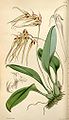 Cirrhopetalum macraei. Curtis's botanical magazine vol. 127 ser. 3 nr. 57 tab. 7787, 1901 г.