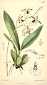 Oncidium dasystyle. Curtis's botanical magazine vol. 127 ser. 3 nr. 57 tab. 7787, 1901 г.