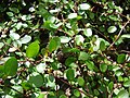 Кладодии у мюленбекии (Muehlenbeckia complexa)