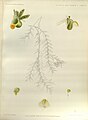 Gastrochilus pseudodistichus. Ботаническая иллюстрация из книги G. King and R. Pantling. «The Orchids of the Sikkim-Himalaya» 1898 г.