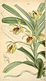 Vanda cristata. Ботаническая иллюстрация из книги Curtis's botanical magazine vol. 73 ser. 3 nr. 3 tab. 4304, 1847 г.