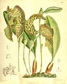 Bulbophyllum grandiflorum. Curtis's botanical magazine vol. 127 ser. 3 nr. 57 tab. 7787, 1901 г.