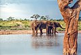Слоны в национальном парке Хванге[en]