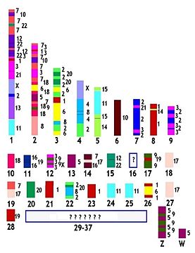 Сравнительная карта хромосом курицы и человека. Разными цветами показаны участки хромосом человека (пронумерованы с правой стороны от каждой соответствующей хромосомы), гомологичные хромосомам курицы[53]