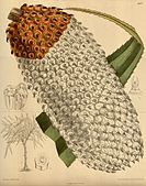 "Pandanus furcatus". "Curtis's Botanical Magazine".