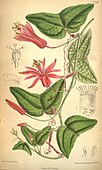 "Passiflora sanguinolenta". "Curtis's Botanical Magazine", 1900.