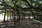 Самое большое дерево фикуса бенгальского