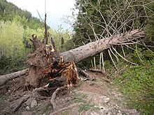 Поваленная тянь-шаньская ель в окрестностях Медео. Последствия ураганов в мае 2011-го