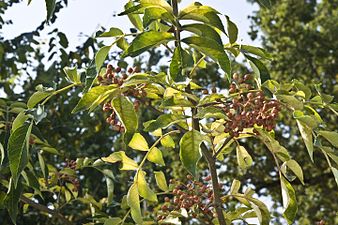 Z. piperitum: плоды и листья