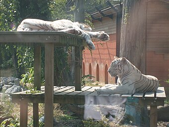 Белые тигры в зоопарке Мобёжа