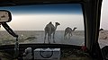 Верблюды в пустыне рядом с Эр-Ракка