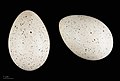 яйцо Fulica atra - Тулузский музей