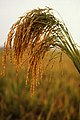 Рис возделывают в странах с тёплым, влажным климатом