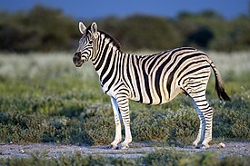 Зебра Бурчелла[en][1] (E. q. burchellii) в национальном парке Этоша, Намибия