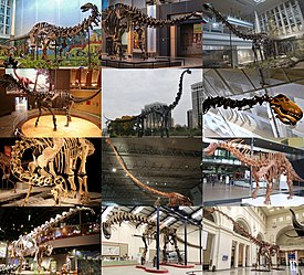 1-й ряд: апатозавр, бронтозавр, диплодок; 2-й ряд: камаразавр, брахиозавр, цетиозавр; 3-й ряд: нигерзавр, мамэньсизавр, амаргазавр; 4-й ряд: аламозавр, аргентинозавр, патаготитан