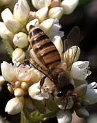 Китайская восковая пчела (Apis cerana)
