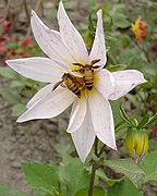 Гигантская пчела (Apis dorsata)