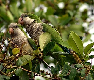 Попугаи-монахи, Флорида (США)