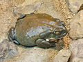 Колорадская жаба (лат. Bufo alvarius) выделяет буфотенин и 5-MeO-DMT