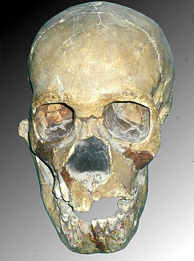Череп неандертальской девочки найденный в пещере