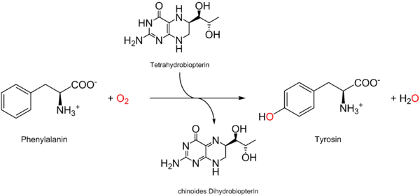 Гидроксилирование фенилаланина в тирозин