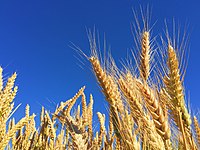 пшеница