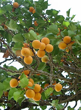 Абрикос обыкновенный, дерево с плодами