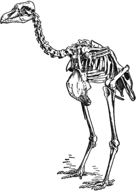 Скелет из Музея зоологии Кембриджа
