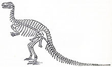 Ранние научные представления о скелете мегалозавра