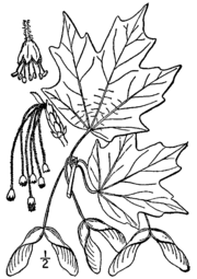 Ботаническая иллюстрация из книги «Illustrated flora of the northern states and Canada»