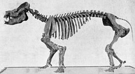 Скелет Coryphodon radians