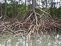Воздушные корни мангровых деревьев