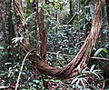 Гигантская лиана баугиния (Bauhinia guianensis)