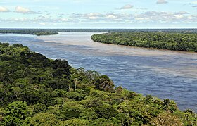 Амазонский лес в окрестностях Манауса