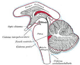 Диаграмма, показывающая расположение трёх основных подпаутинных цистерн головного мозга.