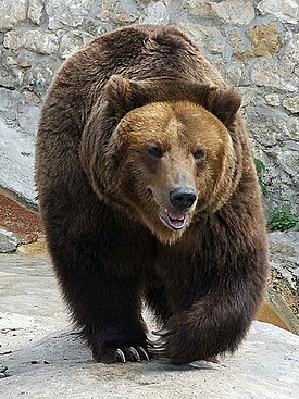 Бурый медведь в Московском зоопарке