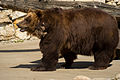 Камчатский бурый медведь в Московском зоопарке