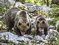 Бурая медведица и её 14-месячный медвежонок, окрестности общины Лошки-Поток, Словения