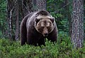 Бурый медведь, Вииксимо, область Кайнуу, Финляндия