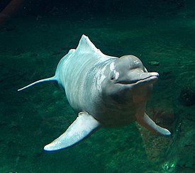 Амазонский дельфин в зоопарке Дуйсбурга