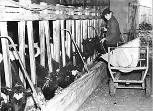 Животноводческая ферма вблизи города Креммен (ГДР), 1959