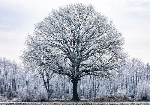 Одинокое дерево в Дюльмене, Северный Рейн-Вестфалия