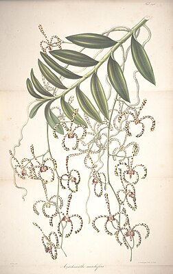 Arachnis flos-aeris — типовой вид рода Arachnis. Ботаническая иллюстрация из книги «Rumphia», 1835—1848 гг.