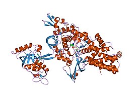 лейцил-тРНК-синтетаза из Thermus thermophilus