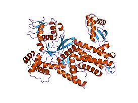 аргинил-тРНК-синтетаза из Thermus thermophilus