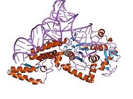 Структуры цистеинил-тРНК-синтетазы в комплексе с тРНКCys
